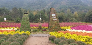 인제 꽃길 축제.......... - ◈개인산행 사진 - 강릉 블랙야크 산악회 인제 꽃길 축제..........