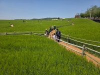 학원농장(2025. 4. 25) - 고창여행(2025. 4. 25 - 26) - 태안중19회 학원농장(2025. 4. 25)