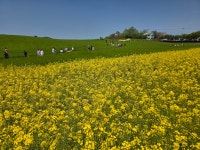 학원농장(2025. 4. 25) - 고창여행(2025. 4. 25 - 26) - 태안중19회 학원농장(2025. 4. 25)