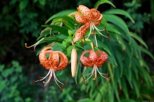 20250726 세어도. - │　 방 　 [회원사진방] - 인천산사야 트레킹클럽(산과 사진...야생화 도보여행) 20250726 세어도.