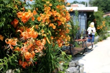 20250726 세어도. - │　 방 　 [회원사진방] - 인천산사야 트레킹클럽(산과 사진...야생화 도보여행) 20250726 세어도.