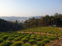 국내최고의 명당 자연수목장 김포 해병대 애기봉 전망대입구 수목장오픈 최고의풍광과 바다가 보이는곳 제가 직접 선,분양합니다. - 26-20년... 