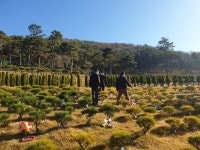 국내최고의 명당 자연수목장 김포 해병대 애기봉 전망대입구 수목장오픈 최고의풍광과 바다가 보이는곳 제가 직접 선,분양합니다. - 25-20년... 