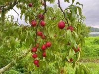 옐로드림(망고복숭아)절찬리 판매중 - ◈ ―임산/해산물/축산물 - 전원사랑장터 옐로드림(망고복숭아)절찬리 판매중