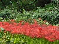 꽃무릇 122 - ‥‥사진 ♡ 작가방 - 향기있는 좋은글 꽃무릇 122