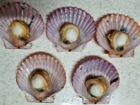 어패류 건어물 특산물 [ 장 터 ] - 친환경농산물을 사랑하는 사람들 [수요일발송] 최상급 생굴- 횟감 요리 다가능,벌교왕꼬막, 홍가리비,수제가리비살