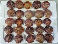 어패류 건어물 특산물 [ 장 터 ] - 친환경농산물을 사랑하는 사람들 [수요일발송] 최상급 생굴- 횟감 요리 다가능,벌교왕꼬막, 홍가리비,수제가리비살