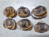 어패류 건어물 특산물 [ 장 터 ] - 친환경농산물을 사랑하는 사람들 [수요일발송] 최상급 생굴- 횟감 요리 다가능,벌교왕꼬막, 홍가리비,수제가리비살