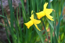 노오란 수선화 - (우)*아름다운꽃 사진실 - 음악과 영상의 사랑 노오란 수선화