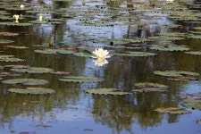 청순한 마음 - 꿈의 아름다운 수련 - (우)*아름다운꽃 사진실 - 음악과 영상의 사랑 청순한 마음 - 꿈의 아름다운 수련