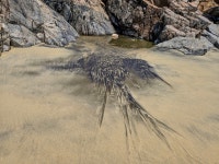 사승봉도 바다가 토해낸 모래사막 풀등 바캉스 240825 - 사승봉도(자월면 승봉리) - 인천섬여행 인천168보물섬 사승봉도 바다가 토해낸... 