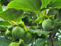 주문도 주문8경 1박2일 백합조개 해루질 투어 - 주문도(서도면 주문도리) - 인천섬여행 인천168보물섬 주문도 주문8경 1박2일 백합조개 해루질... 