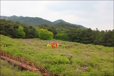 [2호차] 2026.04.30.(목) - 남원 봉화산 철쭉군락지 / 지리산 허브밸리 / 오헤브 - 4 - 당일여행 사진 보기 ---15일간 - 파아란 여행클럽 [2호차]... 