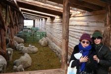 1월 27일 - 화요일 ㅡ대관령 양떼목장 여행 -성남 분당 용인 여행사 ㅡ하나투어 분당 대리점 - 당일여행 사진 보기 ---15일간 - 파아란 여행클럽... 