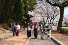 진해인셀덤벚꽃대리점 | 4월 3일 - 금요일ㅡ 일본 + 진해여행 - 기지사령부 벚꽃 여행 --성남 분당 용인 여행사 ㅡ하나투어 분당 대리점 - 숙박여행 사진보기 -----15일간...