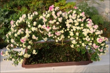 메타세콰이어길 - 2 - 당일여행 사진 보기 ---15일간 - 파아란 여행클럽 2025.11.20.(목) - 옥천 천상의정원 수생학습식물원 / 정지용 생가... 