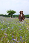 6월 2일 - 화요일ㅡ 당진 여행 = 태신목장 수레국화 여행 -성남 분당... 태신목장 수레국화 여행 -성남 분당 용인 여행사 ㅡ하나투어 분당 대리점
