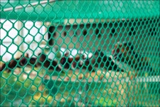 메타세콰이어길 - 2 - 당일여행 사진 보기 ---15일간 - 파아란 여행클럽 2025.11.20.(목) - 옥천 천상의정원 수생학습식물원 / 정지용 생가... 