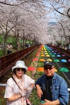 진해인셀덤벚꽃대리점 | 4월 3일 - 금요일ㅡ 일본 + 진해여행 - 기지사령부 벚꽃 여행 --성남 분당 용인 여행사 ㅡ하나투어 분당 대리점 - 숙박여행 사진보기 -----15일간...