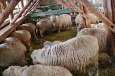 1월 27일 - 화요일 ㅡ대관령 양떼목장 여행 -성남 분당 용인 여행사 ㅡ하나투어 분당 대리점 - 당일여행 사진 보기 ---15일간 - 파아란 여행클럽... 