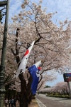진해인셀덤벚꽃대리점 | 4월 3일 - 금요일ㅡ 일본 + 진해여행 - 기지사령부 벚꽃 여행 --성남 분당 용인 여행사 ㅡ하나투어 분당 대리점 - 숙박여행 사진보기 -----15일간...