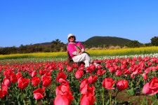 4월 7일 - 화요일ㅡ제주도 여행 - 보롬왓 튤립꽃 유채꽃 여행 - 성남 분당 용인 여행사 ㅡ하나투어 분당 대리점 - 숙박여행 사진보기 -----15일간... 