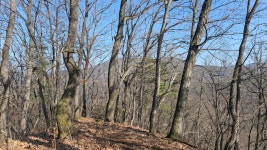 가성산~장군봉~제실고개~462봉~산불지대~감투봉~장척리 - 백두대간의... 새별고개~백두 가성산~장군봉~제실고개~462봉~산불지대~감투봉~장척리