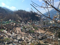 농장 매화도 피었고 - *****기본 폰/앨범 - 비숑사랑 비숑사랑