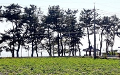 남도 (보성 순천 벌교)로 7일8일9일 2박3일간 스케치 여행 다녀오다1 ㅡ보성, 율포해수욕장. 득량만 - 추억의 갤러리 - SENURI TOTAL ART... 