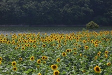 경주 바실라 해바라기 - 주말출사지 - 풍경사진연구 박희만 경주 바실라 해바라기