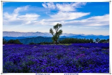 감악산 산행안내[25-10-12] - ♡*산행안내/예약*♡ - 군산산마루산악회 감악산 산행안내[25-10-12]