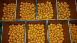 맛있는 조생감귤 판매합니다. - ☆━━━━━(사고팔고)…………˚。농산물 - ★━농수산물 직거래장터 [농장]━★ 맛있는 조생감귤 판매합니다.