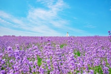 경주, 안성, 남원, 정읍의 꽃평선 - 웃긴자료 ‥‥‥‥‥、 - 도탁스 (DOTAX) 경주, 안성, 남원, 정읍의 꽃평선