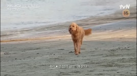 반려동물을 떠나보낸 사람들은 공감할 이효리 발언 - 웃긴자료 ‥‥‥‥‥、 - 도탁스 (DOTAX) 반려동물을 떠나보낸 사람들은 공감할 이효리 발언