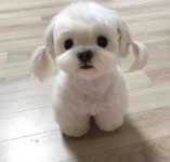 나 머리 푼 거랑 묶은 거 중에 뭐가 나아? - 웃긴자료 ‥‥‥‥‥、 - 도탁스 (DOTAX) 나 머리 푼 거랑 묶은 거 중에 뭐가 나아?