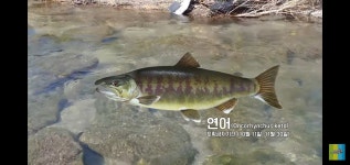 우리나라 연어를 유통 안하는 이유 - 웃긴자료 ‥‥‥‥‥、 - 도탁스 (DOTAX) 우리나라 연어를 유통 안하는 이유