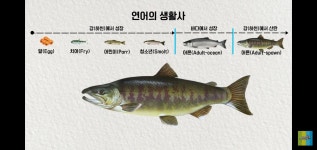 우리나라 연어를 유통 안하는 이유 - 웃긴자료 ‥‥‥‥‥、 - 도탁스 (DOTAX) 우리나라 연어를 유통 안하는 이유