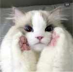 고양이 미모 레전드 jpg - 웃긴자료 ‥‥‥‥‥、 - 도탁스 (DOTAX) 고양이 미모 레전드 jpg