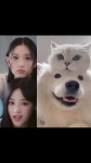 업데이트된 뉴진스 x 동물농장 - 웃긴자료 ‥‥‥‥‥、 - 도탁스 (DOTAX) 업데이트된 뉴진스 x 동물농장