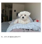 얼떨결에 같이 살게된 댕댕좌 보고가라.jpg - 막이슈 - 쭉빵카페 얼떨결에 같이 살게된 댕댕좌 보고가라.jpg