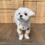 택배견 경태 따라하는 재롱이.jpg - 악플달면 쩌리쩌려버려 - ＊여성시대＊ 차분한 20대들의 알흠다운 공간 택배견 경태 따라하는 재롱이.jpg