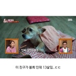 80대할머님을 울게만든 동물농장 제작진 - 인스티즈(instiz) 이슈 카테고리 80대할머님을 울게만든 동물농장 제작진