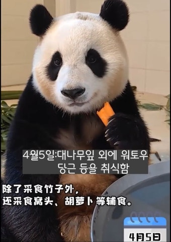 중국 언론이 공개한 푸바오 근황.jpg - 웃긴자료 ‥‥‥‥‥、 - 도탁스 (DOTAX) 중국 언론이 공개한 푸바오 근황.jpg