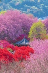 전주 완산칠봉꽃동산 - 웃긴자료 ‥‥‥‥‥、 - 도탁스 (DOTAX) 전주 완산칠봉꽃동산