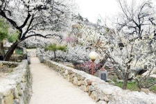 광양매화마을 - 웃긴자료 ‥‥‥‥‥、 - 도탁스 (DOTAX) 광양매화마을