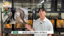 파충류 전문가가 본 영주 왕도마뱀, 비단뱀, 악어 유기 사건... - 도탁스 (DOTAX) 파충류 전문가가 본 영주 왕도마뱀, 비단뱀, 악어 유기 사건