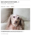 한번삶았냐 강아지 근황 - 웃긴자료 ‥‥‥‥‥、 - 도탁스 (DOTAX) 한번삶았냐 강아지 근황