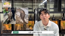 파충류 전문가가 본 영주 왕도마뱀, 비단뱀, 악어 유기 사건... - 도탁스 (DOTAX) 파충류 전문가가 본 영주 왕도마뱀, 비단뱀, 악어 유기 사건
