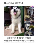 집 지키라고 입양한 개 - 웃긴자료 ‥‥‥‥‥、 - 도탁스 (DOTAX) 집 지키라고 입양한 개