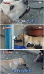 이번주 동물농장에 나온 역대급 천재견 ㄷㄷㄷㄷ.jpg - 악플달면... 20대들의 알흠다운 공간 이번주 동물농장에 나온 역대급 천재견 ㄷㄷㄷㄷ.jpg